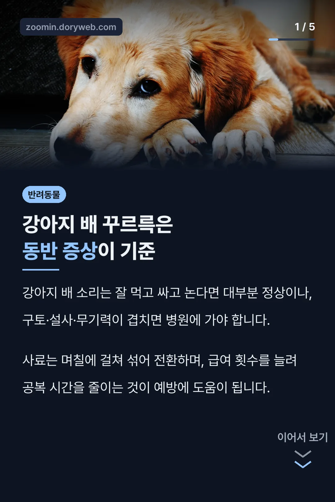 강아지 배 꾸르륵은 동반 증상이 기준