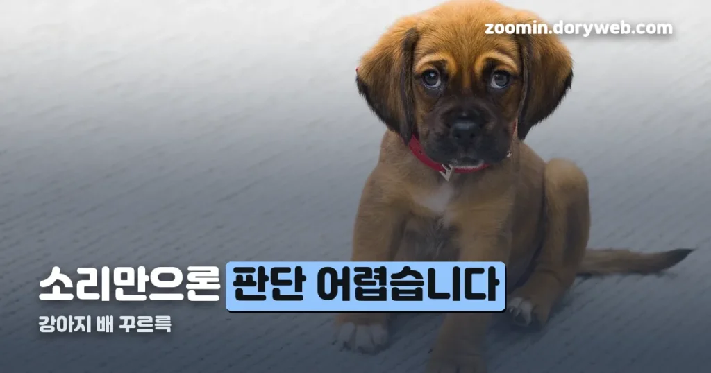 강아지 배 꾸르륵 정리 썸네일