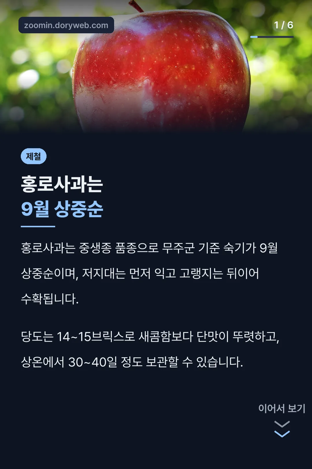 홍로사과는 9월 상중순