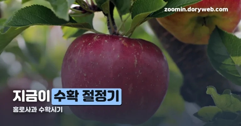 홍로사과 수확시기 정리 썸네일
