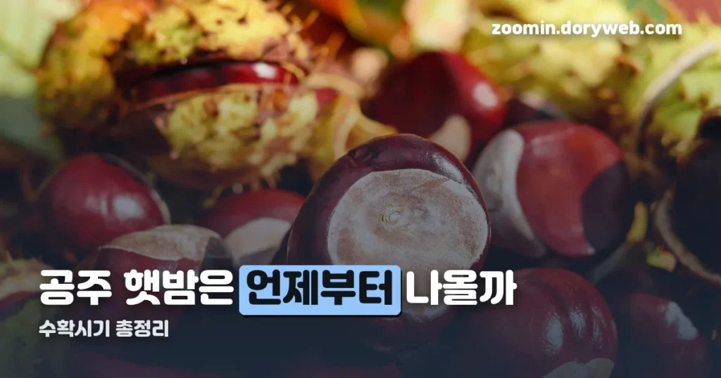 공주 햇밤 수확시기 정리 썸네일