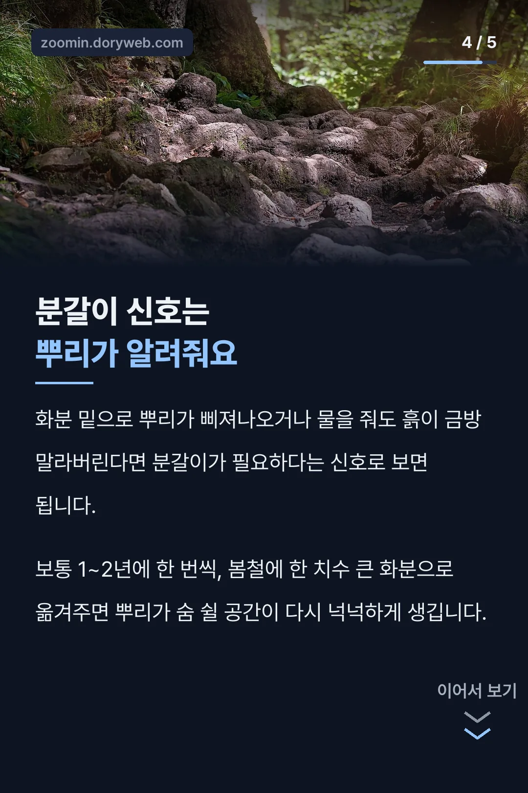 분갈이 신호 뿌리