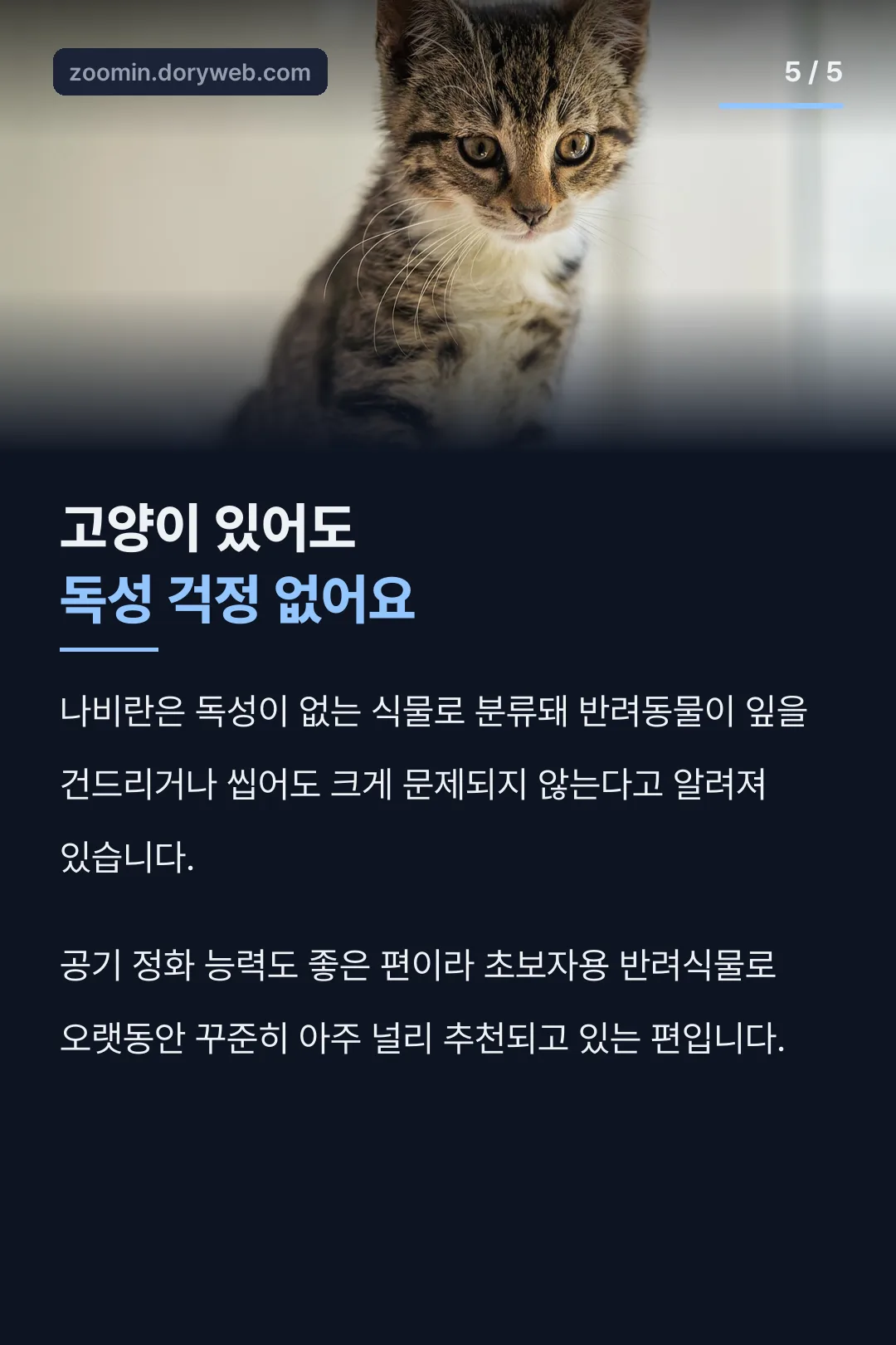 고양이 있어도 무독성